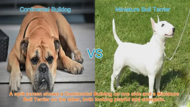 Video thumbnail for Comparing Continental Bulldog and Miniature Bull Terrier: A Breed Breakdown