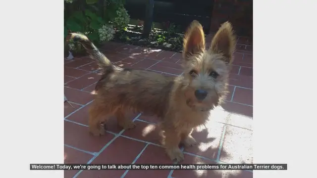 Video thumbnail for Top 10 Common Health Problems in Australian Terriers