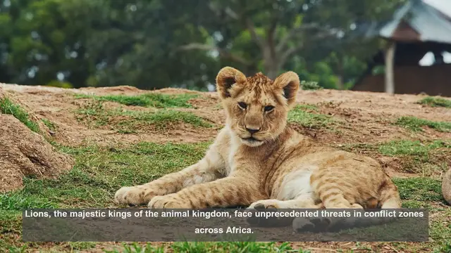 Video thumbnail for 10 Lion Conservation Efforts Making a Difference in African Conflict Zones