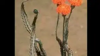'Video thumbnail for pickle plant succulent care'