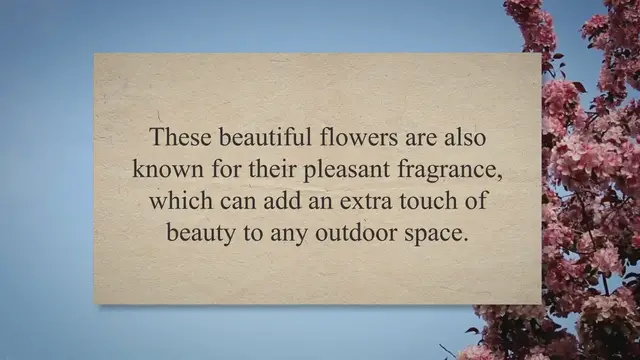 'Video thumbnail for Unveiling the Symbolism and Meaning of Geraniums in Gardening: A Comprehensive Guide to this Popular Garden Flower'