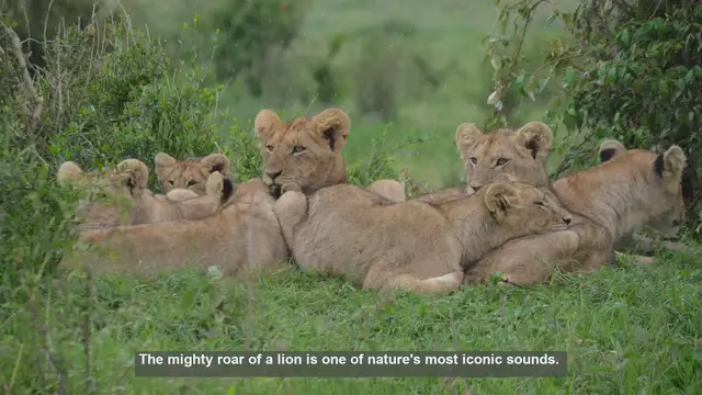 Video thumbnail for 10 Surprising Lion Roars You've Never Heard Before