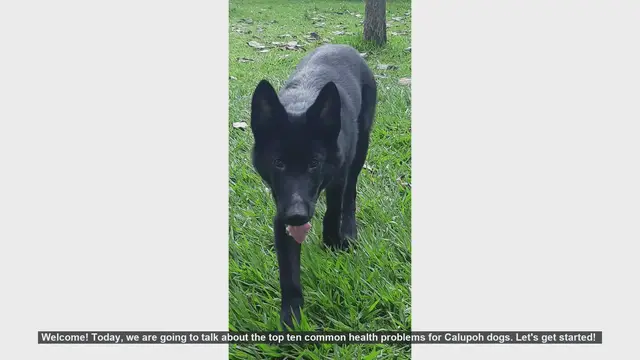 Video thumbnail for Top 10 Common Health Problems in Calupoh Dogs