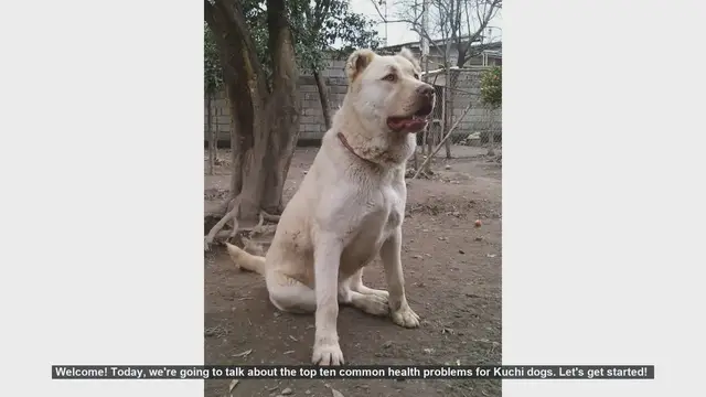 Video thumbnail for Top 10 Common Health Problems in Kuchi Dogs