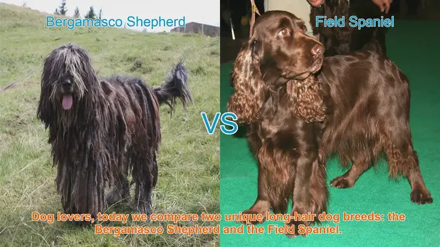 Video thumbnail for Bergamasco Shepherd vs. Field Spaniel: A Comparison of Unique Long-Hair Dog Breeds