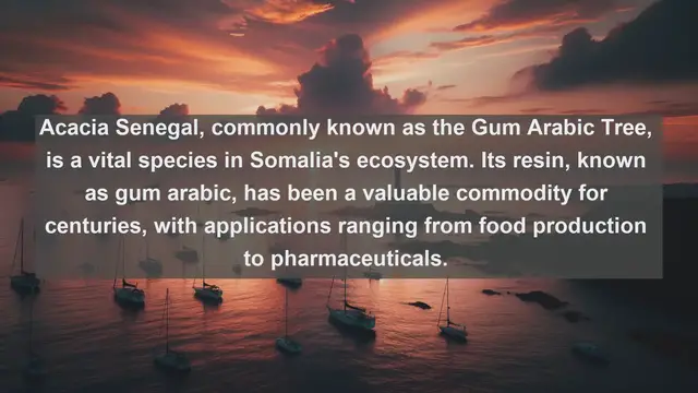 Video thumbnail for Exploring Somalia's Natural Treasures: Top 10 Native Plants You Need to Know