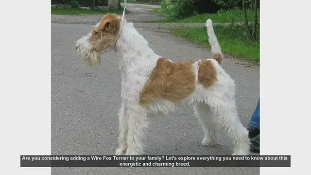 Video thumbnail for Wire Fox Terrier: Everything You Need to Know