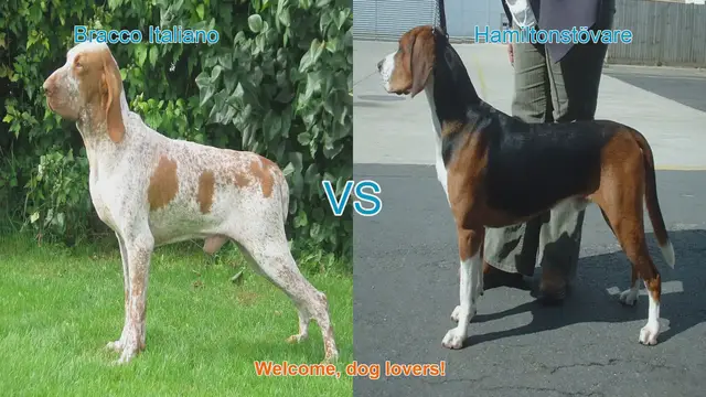 Video thumbnail for Bracco Italiano vs. Hamiltonstövare: A Comparison of Beloved Dog Breeds