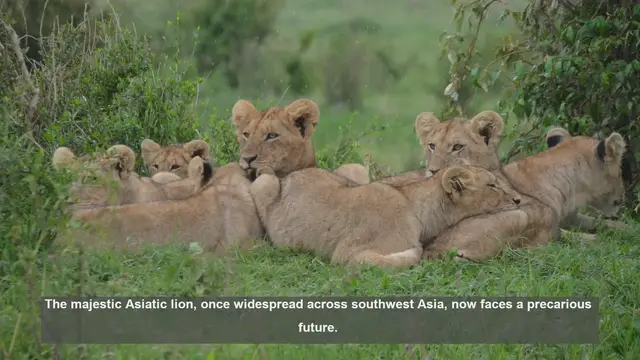 Video thumbnail for 10 Major Threats to Asiatic Lion Conservation