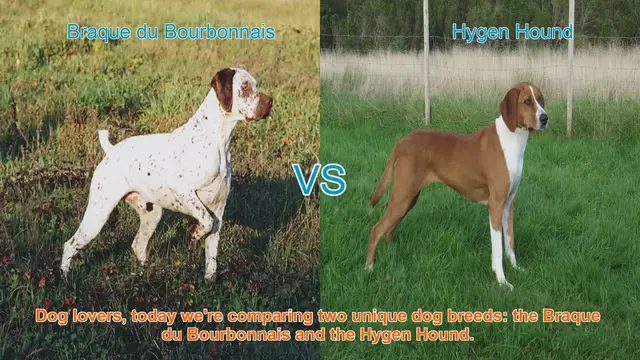 Video thumbnail for Braque du Bourbonnais vs. Hygen Hound: A Comprehensive Comparison