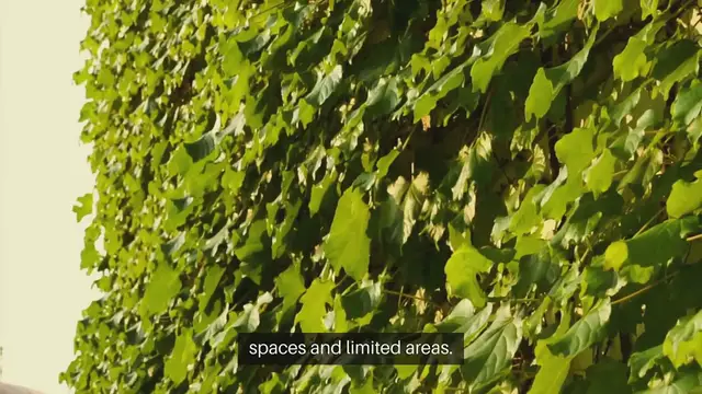 Video thumbnail for Vertical Wall Gardens