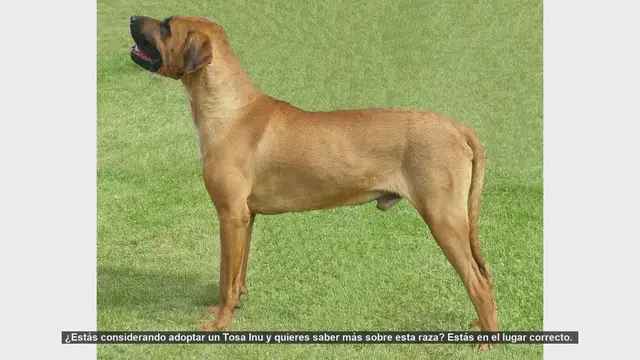 Video thumbnail for Todo lo que Necesitas Saber Antes de Adoptar un Tosa Inu