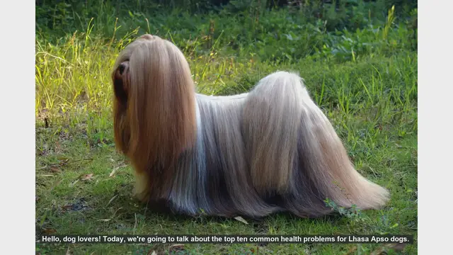 Video thumbnail for Top 10 Common Health Problems in Lhasa Apso Dogs