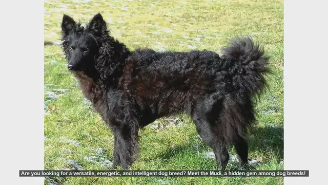 Video thumbnail for Discover the Mudi: Hungary's Hidden Gem Dog Breed