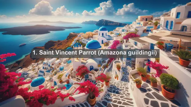 Video thumbnail for Exploring Saint Vincent and the Grenadines: Top 10 Native Birds of the Caribbean Paradise