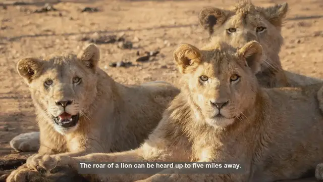 Video thumbnail for 10 Surprising Lion Facts for Safari Enthusiasts