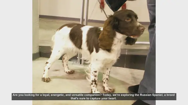 Video thumbnail for Discover the Russian Spaniel: The Perfect Hunting and Family Companion