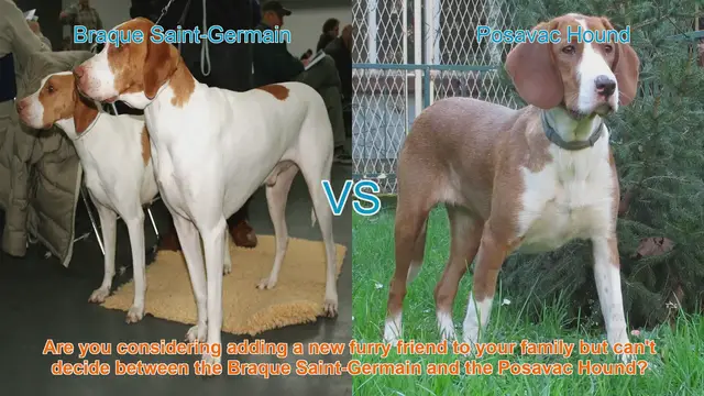 Video thumbnail for Braque Saint-Germain vs. Posavac Hound: A Comprehensive Breed Comparison