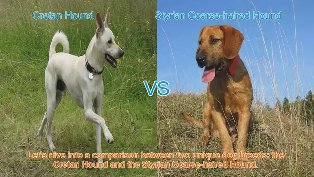 Video thumbnail for Comparing Cretan Hound and Styrian Coarse-haired Hound: A Comprehensive Guide