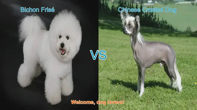 Video thumbnail for Bichon Frisé vs. Chinese Crested Dog: A Comprehensive Comparison