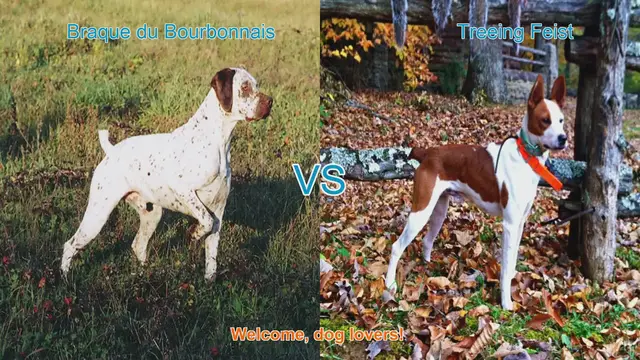 Video thumbnail for Braque du Bourbonnais vs. Treeing Feist: A Detailed Breed Comparison