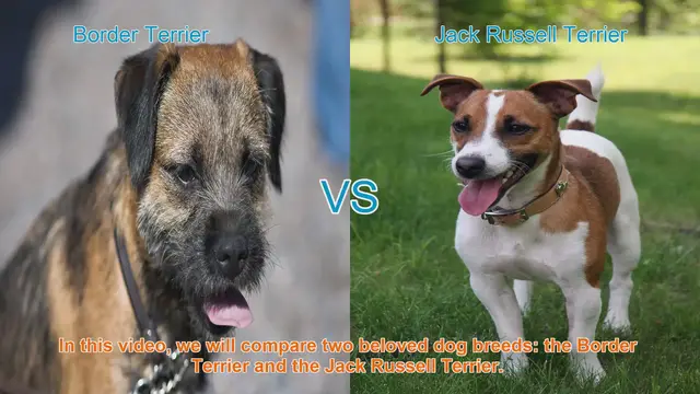 Video thumbnail for Border Terrier vs. Jack Russell Terrier: A Comparison