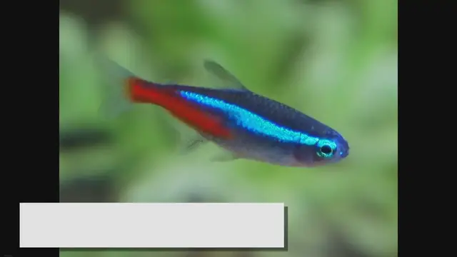 'Video thumbnail for Neon Tetra Care Tips: A Guide to Keeping Neon Tetras Healthy'