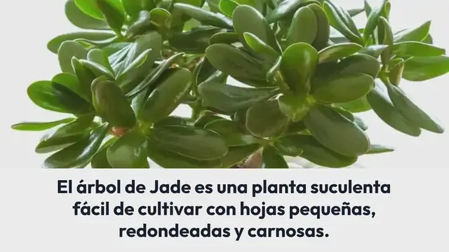 Video thumbnail for Árbol de jade: estos son los consejos del jardinero para tenerlo frondoso