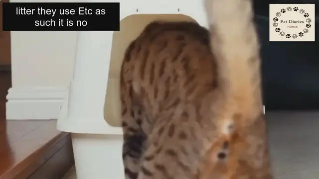 'Video thumbnail for Cat Sleeping Habits'