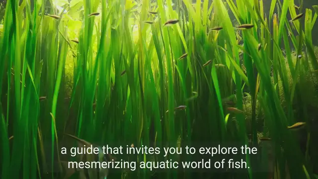 Video thumbnail for Underwater Wonders: A Complete Guide to Fishkeeping
