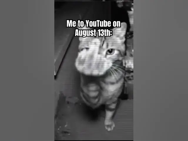 'Video thumbnail for If ykyk #memes #cat #sueyoutube'