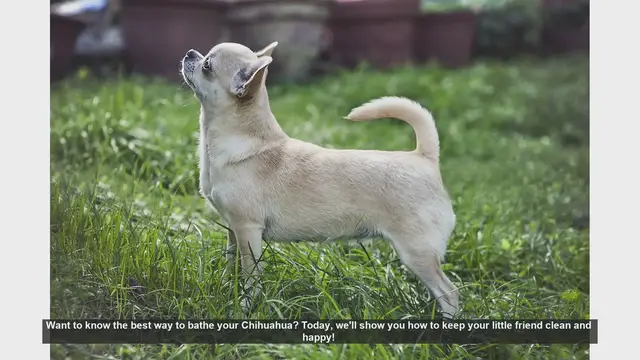 Video thumbnail for How to Bathe Your Chihuahua: Step-by-Step Guide