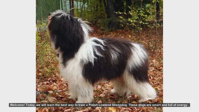 Video thumbnail for How to Train Your Polish Lowland Sheepdog: Tips and Tricks