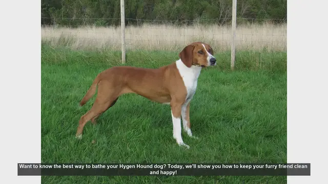 Video thumbnail for How to Bathe Your Hygen Hound: Step-by-Step Guide