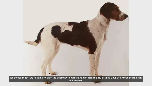 Video thumbnail for How to Bathe Your Halden Hound: Step-by-Step Guide