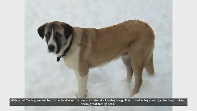 Video thumbnail for How to Train Your Rafeiro do Alentejo: Tips for a Happy and Well-Behaved Dog