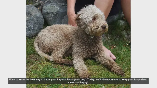 Video thumbnail for How to Bathe Your Lagotto Romagnolo: Step-by-Step Guide