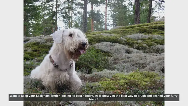 Video thumbnail for Ultimate Guide to Brushing and Deshedding Your Sealyham Terrier