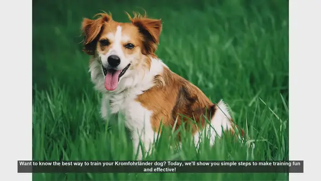 Video thumbnail for Effective Training Tips for Your Kromfohrländer Dog