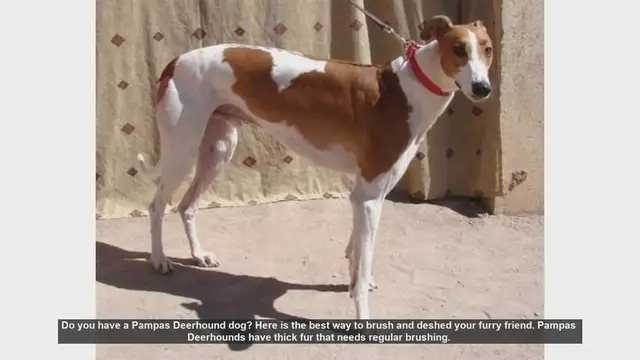 Video thumbnail for How to Brush and Deshed Your Pampas Deerhound: Essential Tips