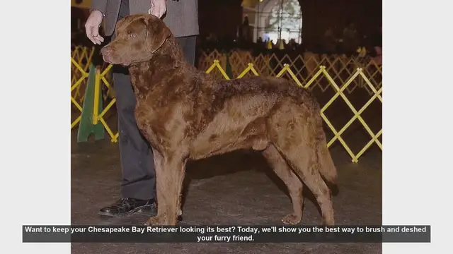 Video thumbnail for How to Brush and Deshed Your Chesapeake Bay Retriever