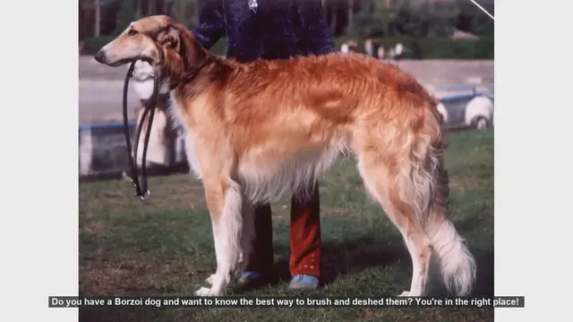 Video thumbnail for How to Brush and Deshed Your Borzoi Dog: Essential Tips