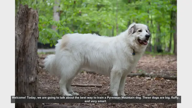 Video thumbnail for How to Train Your Pyrenean Mountain Dog: Tips and Tricks