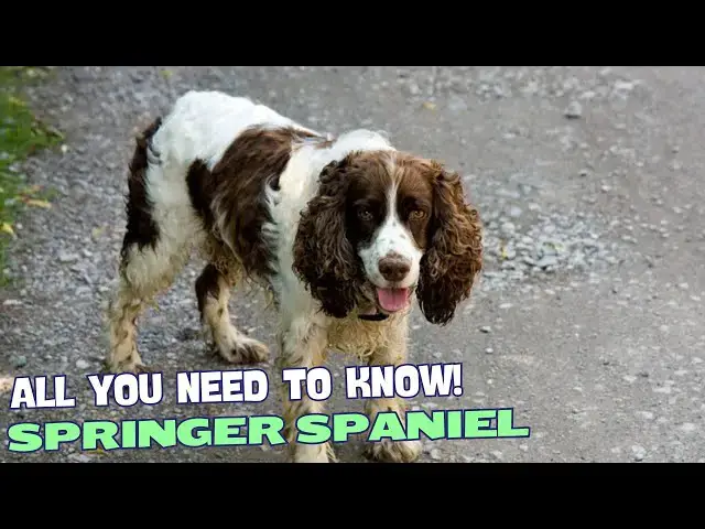 Video thumbnail for What Is a Springer Spaniel?🐕✨