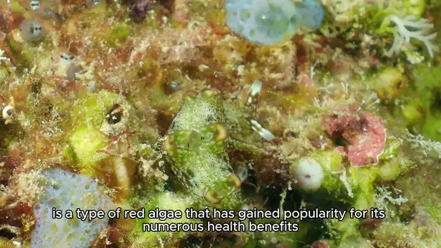 Video thumbnail for sea moss benefits
