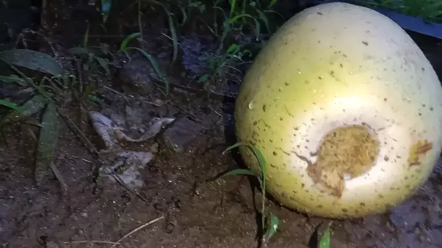 Video thumbnail for Single King Coconut – Fresh, Sweet & Naturally Hydrating