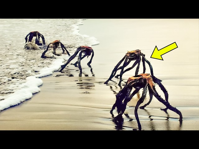 Video thumbnail for Woman Spots 'Sea Spiders', When Vet Arrives, He Says: "We're Not Supposed To See This"