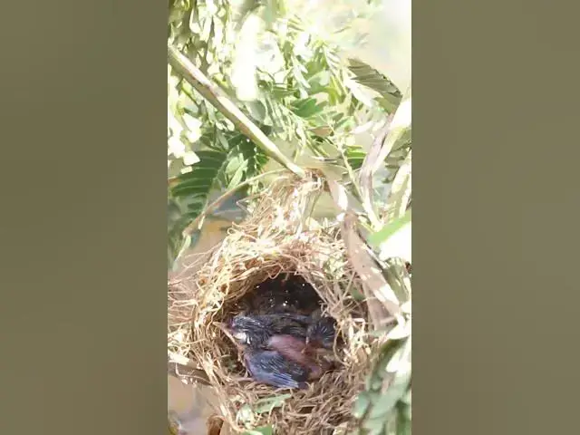 Video thumbnail for wild small baby birds (EP-60)  #birds #nature #birdfeeding #birdwatching  #birdslover #babybirds
