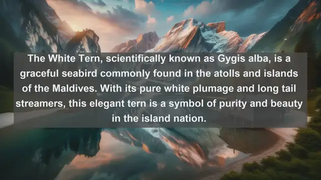 Video thumbnail for Wings of Paradise: Explore the Top 10 Native Birds of the Maldives!