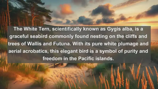 Video thumbnail for Top 10 native birds in Wallis and Futuna